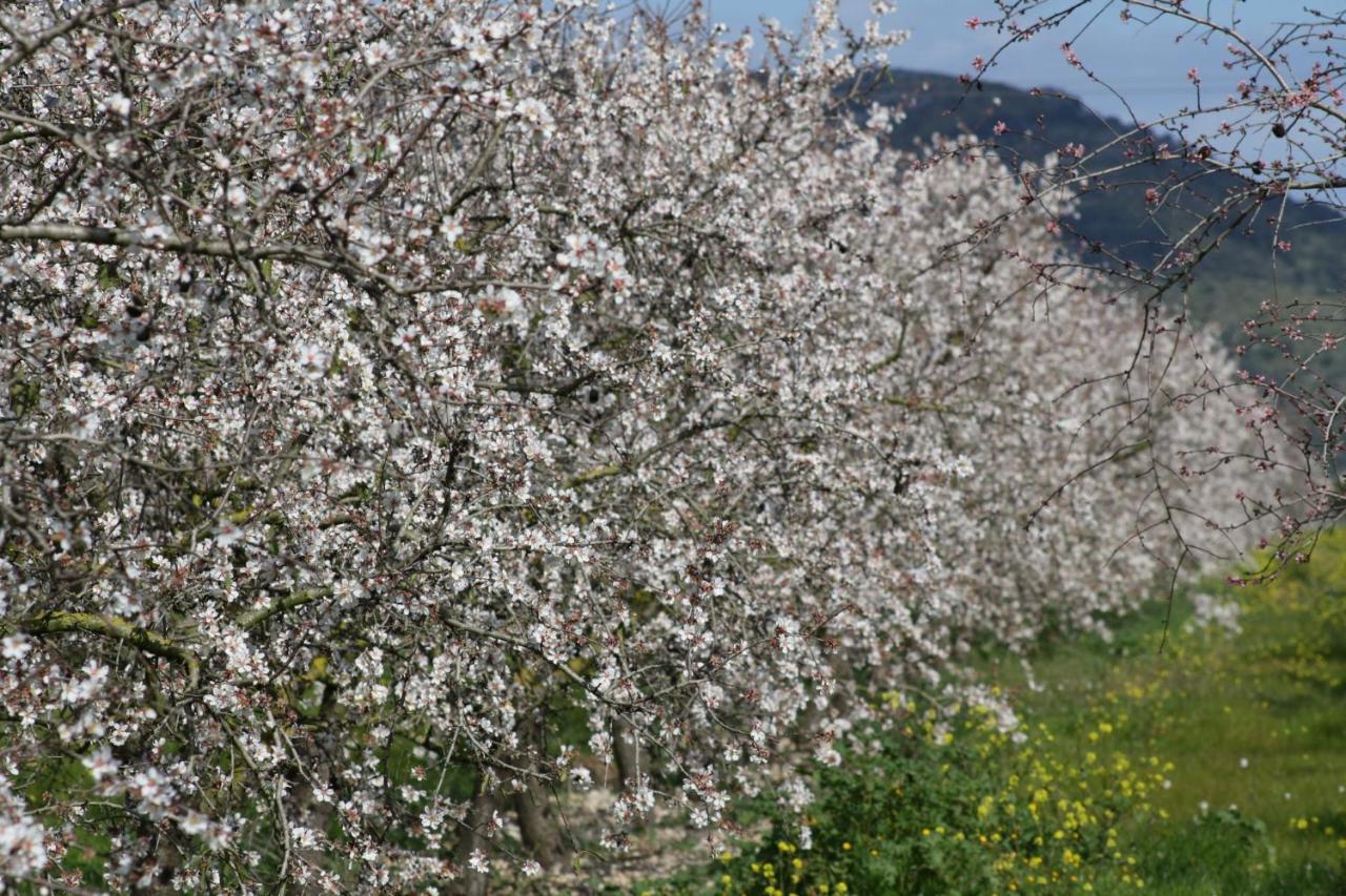155 Finca Son Rossignol By Mallorca Charme Sineu  Bagian luar foto